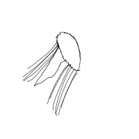 jellyfish drawing by guest-icwzzpz7l in Artbitrator