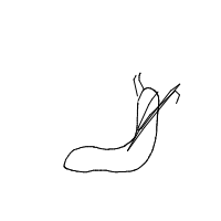 snail racing drawing by guest-z9qqbaloa in Artbitrator