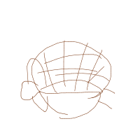 shy turtle drawing by guest-lng289f6u in Artbitrator
