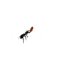 ant carrying giant crumb drawing by guest-a5kd7bwa4 in Artbitrator