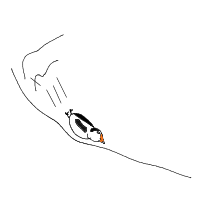 penguin sliding drawing by adzwinz123 in Artbitrator