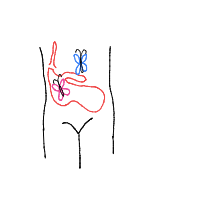butterflies in stomach drawing by nrct_hggns in Artbitrator