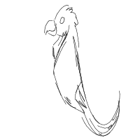 parrot drawing by lauralu in Artbitrator