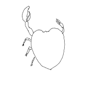 crab drawing by ashimusprime69 in Artbitrator