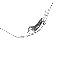 penguin sliding drawing by undercoverpanda in Artbitrator