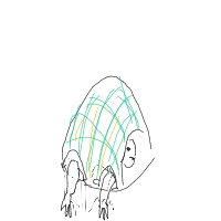 shy turtle drawing by bondi in Artbitrator