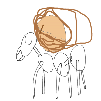 ant carrying giant crumb drawing by kroket in Artbitrator