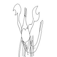 lobster drawing by kroket in Artbitrator