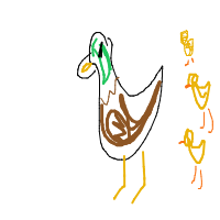 duck leading ducklings drawing by erica in Artbitrator