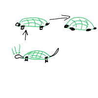shy turtle drawing by jhollz in Artbitrator