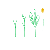 plant growing timelapse drawing by dankoer in Artbitrator
