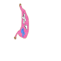 butterflies in stomach drawing by naah in Artbitrator