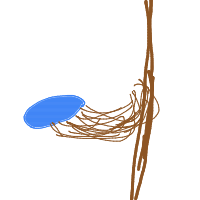 bird building nest drawing by peeworm in Artbitrator