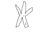 starfish drawing by flameboy123 in Artbitrator