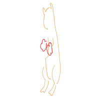 kangaroo boxing drawing by ahnnguyen in Artbitrator