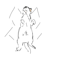 sleeping cat drawing by dakl in Artbitrator