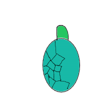 sea turtle drawing by allia in Artbitrator