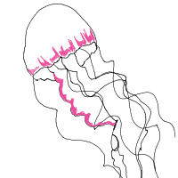 jellyfish drawing by ajxr in Artbitrator