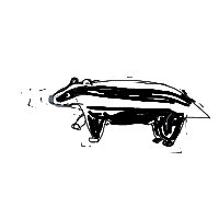 badger drawing by Jacob in Artbitrator