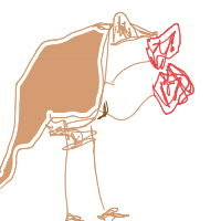 kangaroo boxing drawing by vanaaandovraadirti in Artbitrator