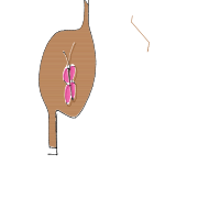 butterflies in stomach drawing by lucy in Artbitrator