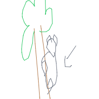 koala hugging tree drawing by meabhmurray14 in Artbitrator
