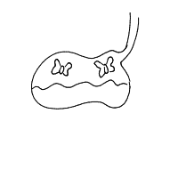 butterflies in stomach drawing by kikix in Artbitrator