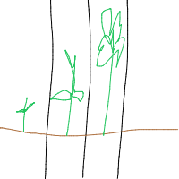 plant growing timelapse drawing by vkkm in Artbitrator