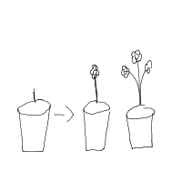 plant growing timelapse drawing by --jessica-- in Artbitrator