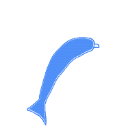 dolphin drawing by maya48444 in Artbitrator