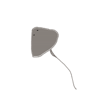 stingray drawing by maya48444 in Artbitrator